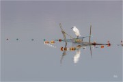 https://www.waibe.fr/sites/mohamedbenbelgacem/medias/images/__HIDDEN__galerie_10/_F4A9375-Avec_accentuation-Bruit_copie_S.jpg