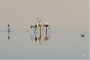 https://www.waibe.fr/sites/mohamedbenbelgacem/medias/images/__HIDDEN__galerie_10/_T7A4851-Avec_accentuation-Bruit_copie_S.jpg