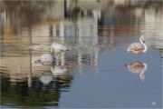 https://www.waibe.fr/sites/mohamedbenbelgacem/medias/images/__HIDDEN__galerie_10/_T7A6887-Avec_accentuation-Bruit_copie_S.jpg
