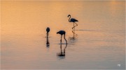 https://www.waibe.fr/sites/mohamedbenbelgacem/medias/images/__HIDDEN__galerie_10/_T7A9673-Avec_accentuation-Bruit_copie_S.jpg