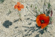 https://www.waibe.fr/sites/mohamedbenbelgacem/medias/images/__HIDDEN__galerie_14/_F4A7884-Avec_accentuation-Bruit_copie_S.jpg