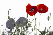 https://www.waibe.fr/sites/mohamedbenbelgacem/medias/images/__HIDDEN__galerie_14/_R1A0470-Avec_accentuation-Bruit_N_copie_S.jpg