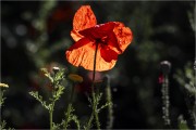 https://www.waibe.fr/sites/mohamedbenbelgacem/medias/images/__HIDDEN__galerie_14/_R1A0975-Avec_accentuation-Bruit__N_copie_S.jpg