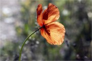 https://www.waibe.fr/sites/mohamedbenbelgacem/medias/images/__HIDDEN__galerie_14/_R1A1688-Avec_accentuation-Bruit_N_copie_S.jpg