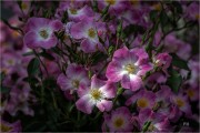 https://www.waibe.fr/sites/mohamedbenbelgacem/medias/images/__HIDDEN__galerie_14/_R1A2107_copie__N_copie_S.jpg