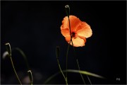 https://www.waibe.fr/sites/mohamedbenbelgacem/medias/images/__HIDDEN__galerie_14/_T7A0101_copie_N_copie_S.jpg