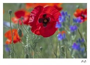 https://www.waibe.fr/sites/mohamedbenbelgacem/medias/images/__HIDDEN__galerie_14/_T7A1849-Avec_accentuation-Bruit_copie_2.jpg