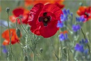 https://www.waibe.fr/sites/mohamedbenbelgacem/medias/images/__HIDDEN__galerie_14/_T7A1849-Avec_accentuation-Bruit_copie_2_S.jpg
