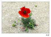 https://www.waibe.fr/sites/mohamedbenbelgacem/medias/images/__HIDDEN__galerie_14/_T7A7437_copie4.jpg