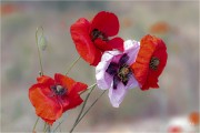 https://www.waibe.fr/sites/mohamedbenbelgacem/medias/images/__HIDDEN__galerie_14/_T7A9122_copie_3_S.jpg
