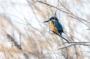 https://www.waibe.fr/sites/mohamedbenbelgacem/medias/images/__HIDDEN__galerie_15/_T7A8762-Avec_accentuation-Bruit_N_copie_S.jpg