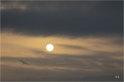 https://www.waibe.fr/sites/mohamedbenbelgacem/medias/images/__HIDDEN__galerie_17/_F4A6121_copie_NNN_copie_S.jpg