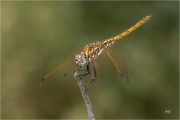 https://www.waibe.fr/sites/mohamedbenbelgacem/medias/images/__HIDDEN__galerie_6/_F4A3486-Avec_accentuation-Bruit_S.jpg