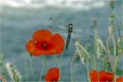 https://www.waibe.fr/sites/mohamedbenbelgacem/medias/images/__HIDDEN__galerie_6/_F4A3731-Avec_accentuation-Bruit__S.jpg
