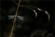 https://www.waibe.fr/sites/mohamedbenbelgacem/medias/images/__HIDDEN__galerie_6/_F4A8985-2-Avec_accentuation-Bruit__NN_S.jpg