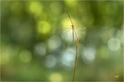 https://www.waibe.fr/sites/mohamedbenbelgacem/medias/images/__HIDDEN__galerie_6/_F4A9525-4-Avec_accentuation-Bruit__NN_S.jpg