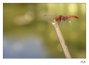 https://www.waibe.fr/sites/mohamedbenbelgacem/medias/images/__HIDDEN__galerie_6/_T7A1096_copie1.jpg