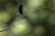 https://www.waibe.fr/sites/mohamedbenbelgacem/medias/images/__HIDDEN__galerie_6/_T7A3166-Avec_accentuation-Bruit_copie_S.jpg