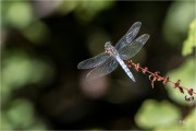 https://www.waibe.fr/sites/mohamedbenbelgacem/medias/images/__HIDDEN__galerie_6/_T7A3231-Avec_accentuation-Bruit_copie_NN_S.jpg