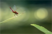 https://www.waibe.fr/sites/mohamedbenbelgacem/medias/images/__HIDDEN__galerie_6/_T7A9837-Avec_accentuation-Bruit__NN_S.jpg
