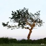 https://www.waibe.fr/sites/ndpd/medias/images/CARRE_COULEUR/arbre-1.jpg