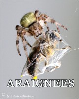 ARAIGNEES