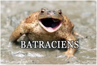 BATRACIENS