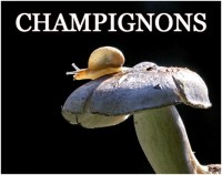 CHAMPIGNONS 5