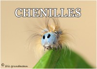 CHENILLES