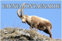 FAUNE MONTAGNE