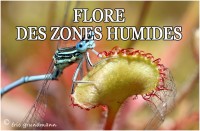 FLORE HUMIDE