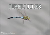 LIBELLULES