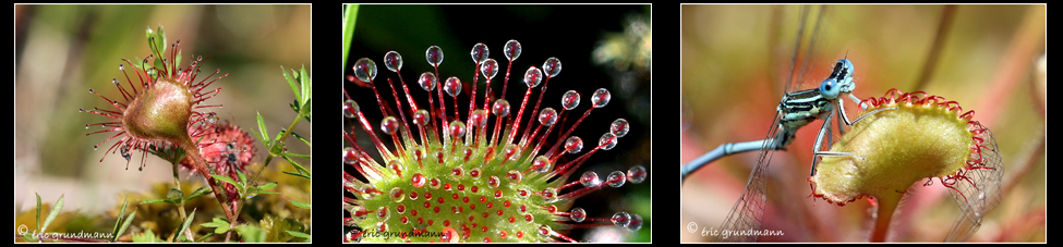 LSV drosera