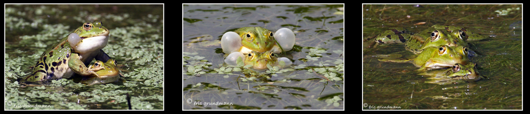 LSV grenouilles