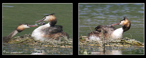 LSV grebes p