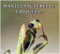 MANTES...