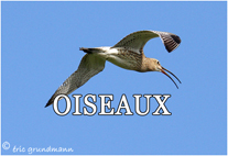 OISEAUX  5X7