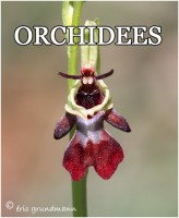 ORCHIDEES