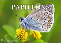 PAPILLONS