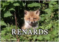 RENARDS