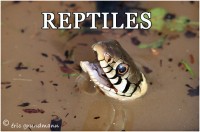 REPTILES