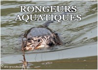 RONGEURS