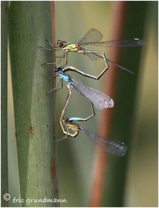 https://www.waibe.fr/sites/photoeg/medias/images/ACCOUPLEMENTS/acc_3_demoiselles_b.jpg