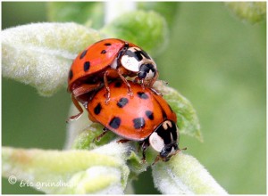 https://www.waibe.fr/sites/photoeg/medias/images/ACCOUPLEMENTS/accouplement_coccinelle_2012-01b.jpg