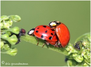 https://www.waibe.fr/sites/photoeg/medias/images/ACCOUPLEMENTS/accouplement_coccinelles_02.jpg