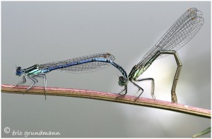 https://www.waibe.fr/sites/photoeg/medias/images/ACCOUPLEMENTS/accouplement_demoiselles_02.jpg