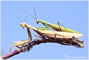 https://www.waibe.fr/sites/photoeg/medias/images/ACCOUPLEMENTS/accouplement_mantes_01b.jpg