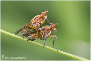 https://www.waibe.fr/sites/photoeg/medias/images/ACCOUPLEMENTS/accouplement_mouches_03.jpg