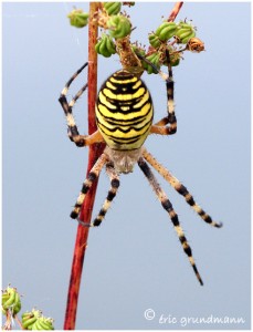 https://www.waibe.fr/sites/photoeg/medias/images/ARAIGNEES/argiope_11B.jpg