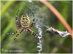 https://www.waibe.fr/sites/photoeg/medias/images/ARAIGNEES/argiope_2b.jpg